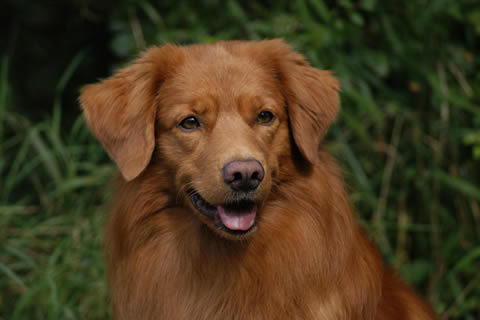 toller-ruede-mogwai-portrait